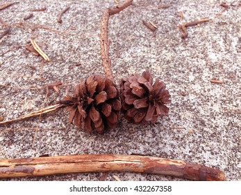 Pine