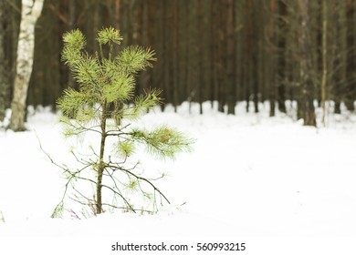Pine