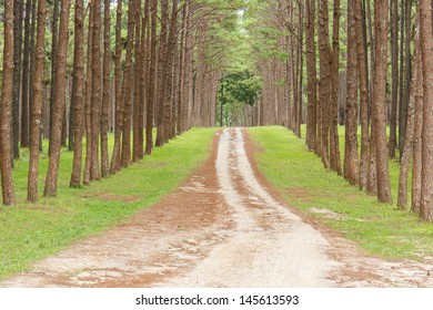 Pine Agroforestry, Chiang Mai, Thailand