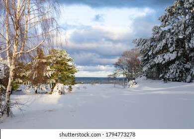 Pine, alder and birch trees on the snowy shores of the Gulf of Bothnia