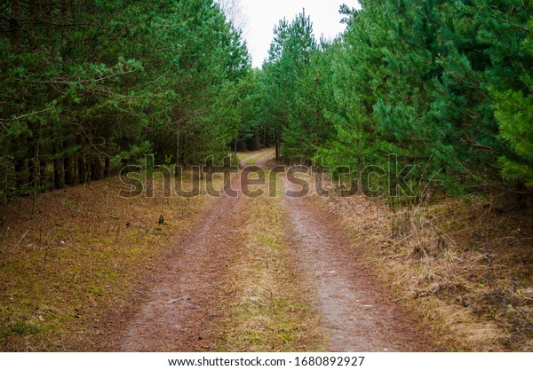 pine alley in the\
forest