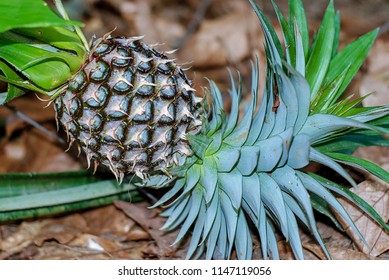 pine apple in the field