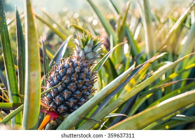 Pine apple in the field