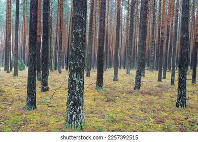 Pine autumn misty forest. Rows of pine trunks shrouded in fog on a cloudy day. Overcast weather. - Shutterstock ID 2257392515