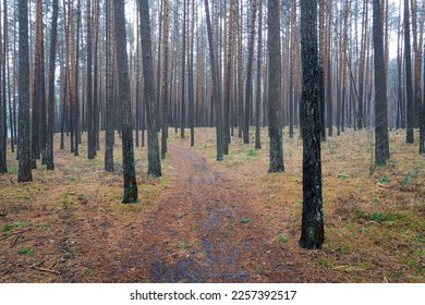 Pine autumn misty forest. Rows of pine trunks shrouded in fog on a cloudy day. Overcast weather. - Shutterstock ID 2257392517