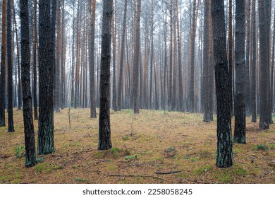 Pine autumn misty forest. Rows of pine trunks shrouded in fog on a cloudy day. Overcast weather. - Shutterstock ID 2258058245
