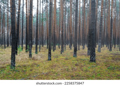 Pine autumn misty forest. Rows of pine trunks shrouded in fog on a cloudy day. Overcast weather. - Shutterstock ID 2258375847
