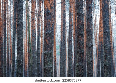 Pine autumn misty forest. Rows of pine trunks shrouded in fog on a cloudy day. Overcast weather. - Shutterstock ID 2258375877