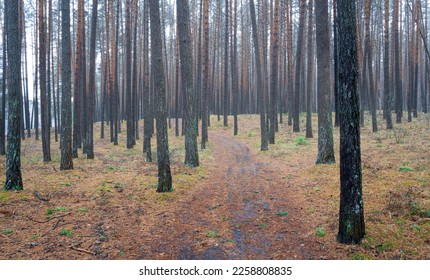 Pine autumn misty forest. Rows of pine trunks shrouded in fog on a cloudy day. Overcast weather. - Shutterstock ID 2258808835