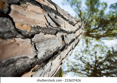 Pine Bark