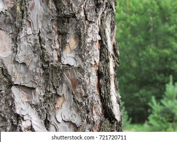 Pine Bark