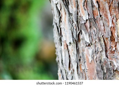 Pine Bark Is Brown.