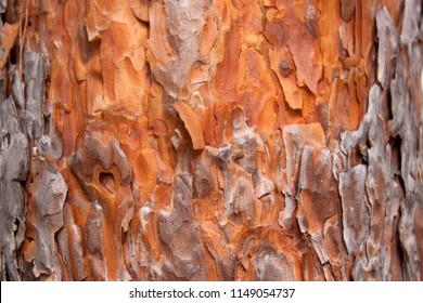 
Pine Bark Texture