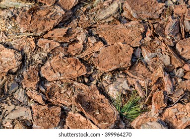 Pine bark. Texture. Background