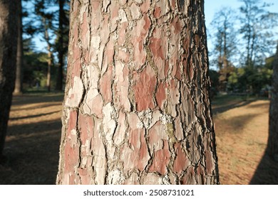 pine bark. texture of old pine bark
