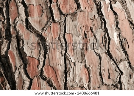 pine bark. texture of old pine bark