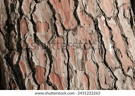 pine bark. texture of old pine bark.