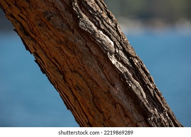 Pine Bark, Texure, Sun Light