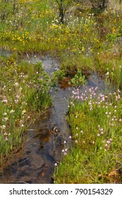 Pine Barrens In Bloom, NJ