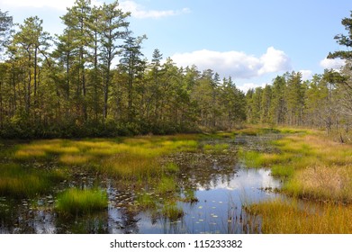 Pine Barrens Bog