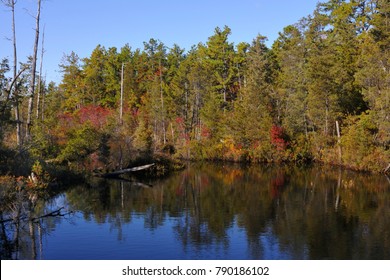 Pine Barrens Bog In Fall, NJ