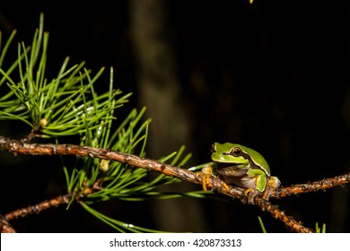 Pine Barrens Treefrog