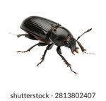 Pine Beetle Side Crawling Pose Black Shiny Sh Isolated On White Background
