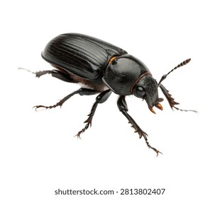 Pine Beetle Side Crawling Pose Black Shiny Sh Isolated On White Background