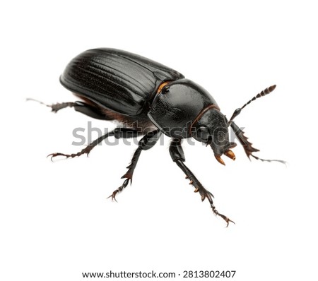 Pine Beetle Side Crawling Pose Black Shiny Sh Isolated On White Background