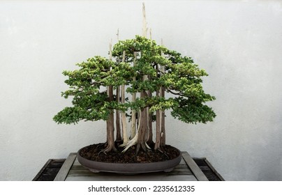 A pine bonsai forest displayed on a table with a isolating dark background. Bonsai is a ancient japanese living art form. 