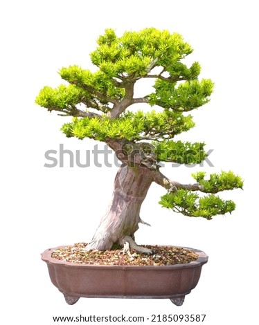 A pine bonsai tree isolate white