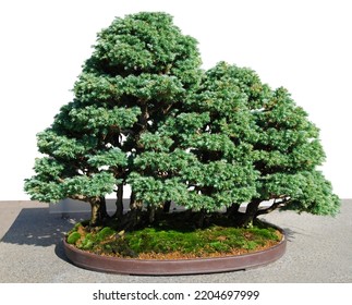 A Pine Bonsai Tree On White