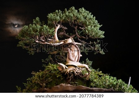 pine bonsai tree standing alone at the night sky with shinning moon on background