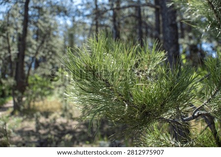 Pine bough in the forest