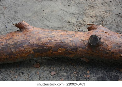 Pine Bough Thrown Out Of The Water Onto The Beaches