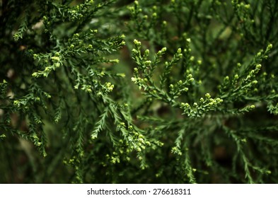 Pine Boughs