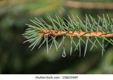 Pine Branch