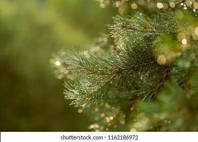 Pine Branch After Rain