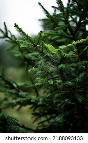 Pine Branch After The Rain With Spiderweb In It