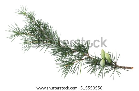 Pine branch with buds isolated on white 