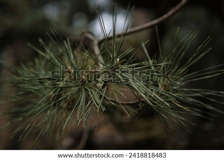 pine, branch, cinema, tree, dark