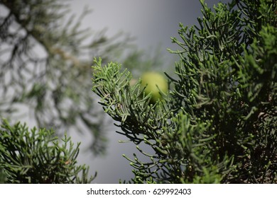 pine branch close up