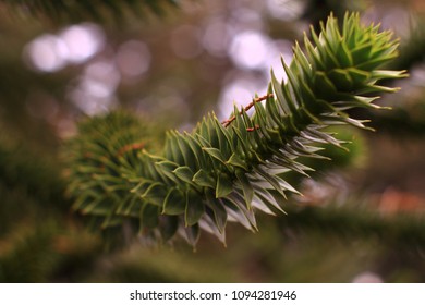 pine branch closeup