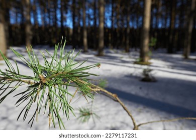 Pine branch close-up on a spring sunny day. Spider sitting on a branch, the first spring insects.