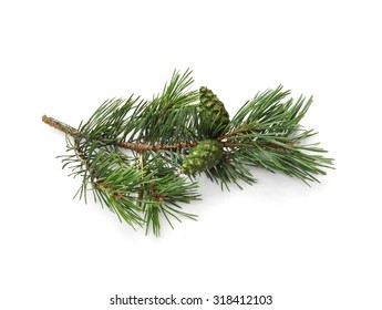 Pine Branch With Cone Isolated On White Background