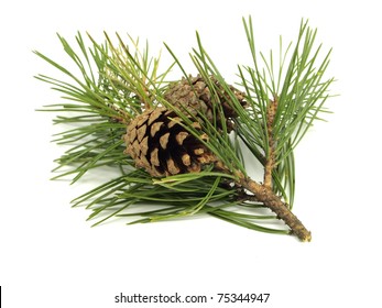 Pine Branch With Cones On A White Background