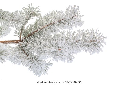 Pine Branch Covered With Hoarfrost Isolated On White.