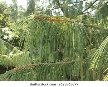 Rama de pino con agujas de coníferas largas verdes de cerca foto en un día soleado