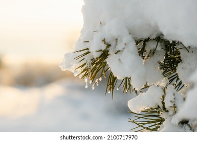A pine branch with green needles is covered with fluffy snow.