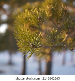 Pine branch illuminated by the sun. Beautiful winter nature.